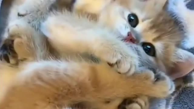 Cute Cats & Dogs Funny Videos Compilation