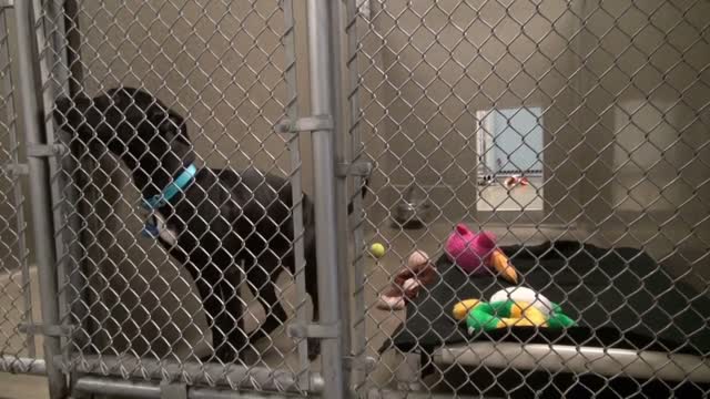 Cute Black Puppy Wagging Tail Inside Cage