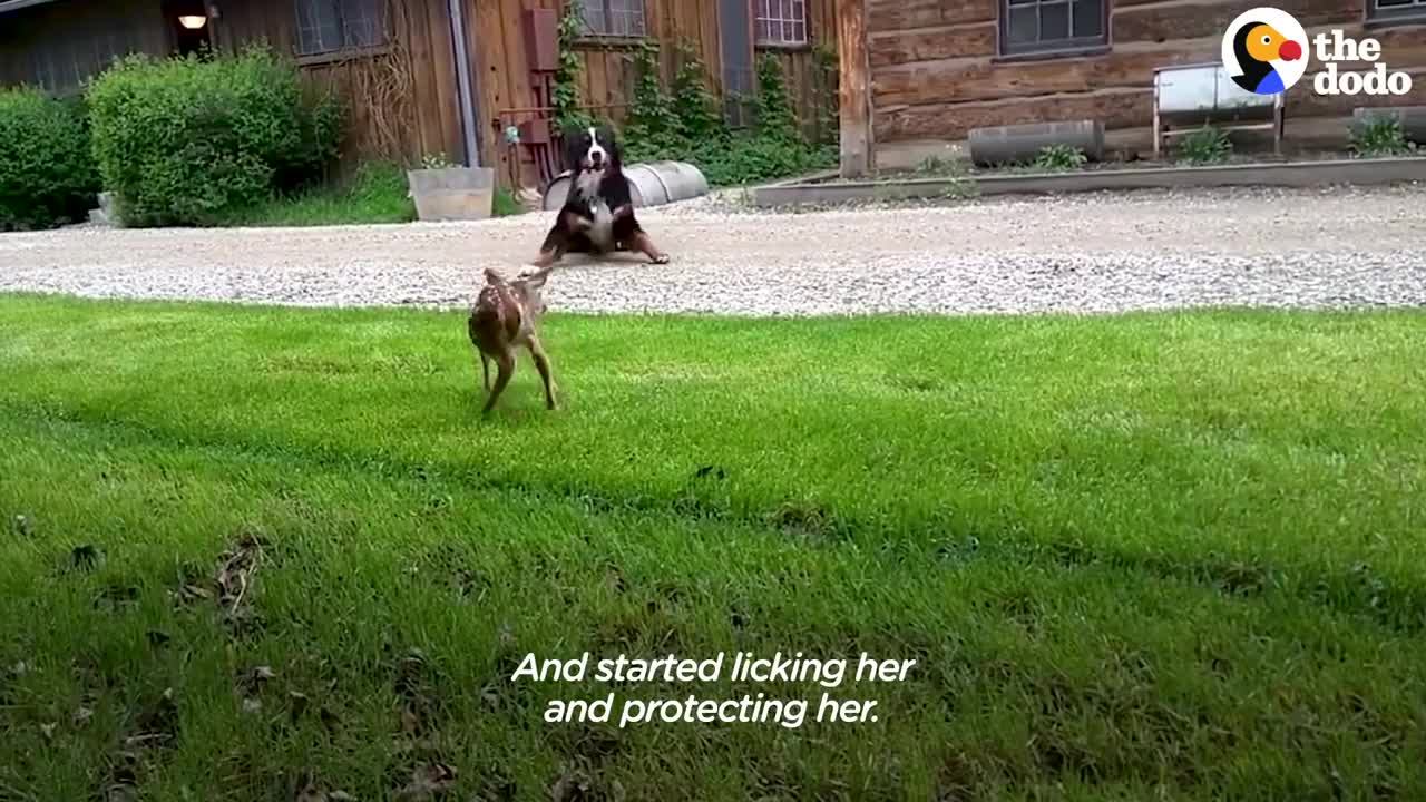 Injured Fawn Deer In Rocky Mountains Gets Adopted | The Dodo Faith = Restored