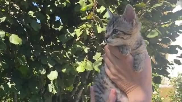 Take the kitten outside to play