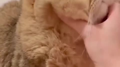 pets your cat