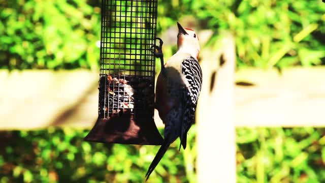 Woodpecker