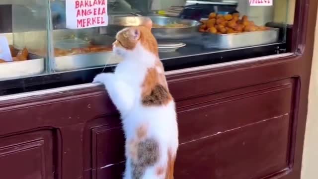 cute cat hanging on the dining table