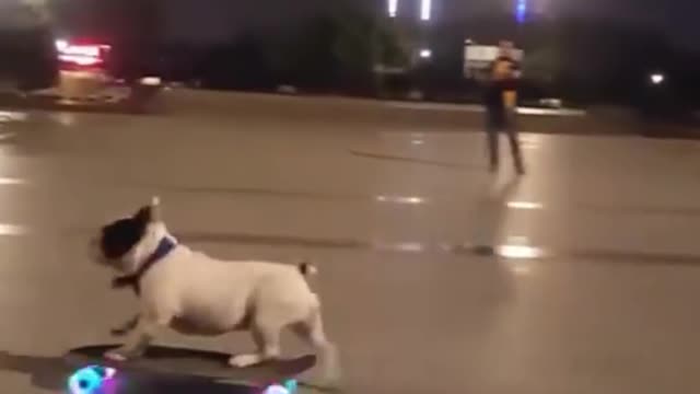 Cute Dog on Skatboard