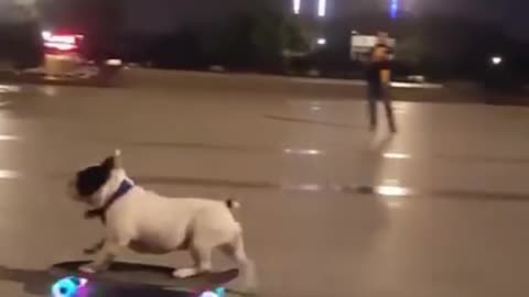 Cute Dog on Skatboard