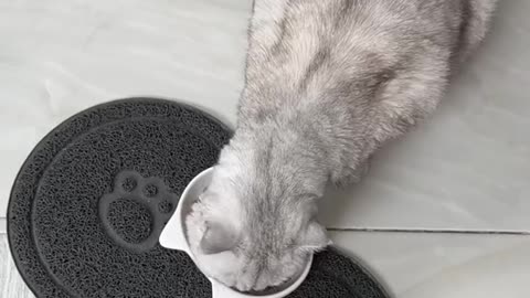 who has tried cat food?