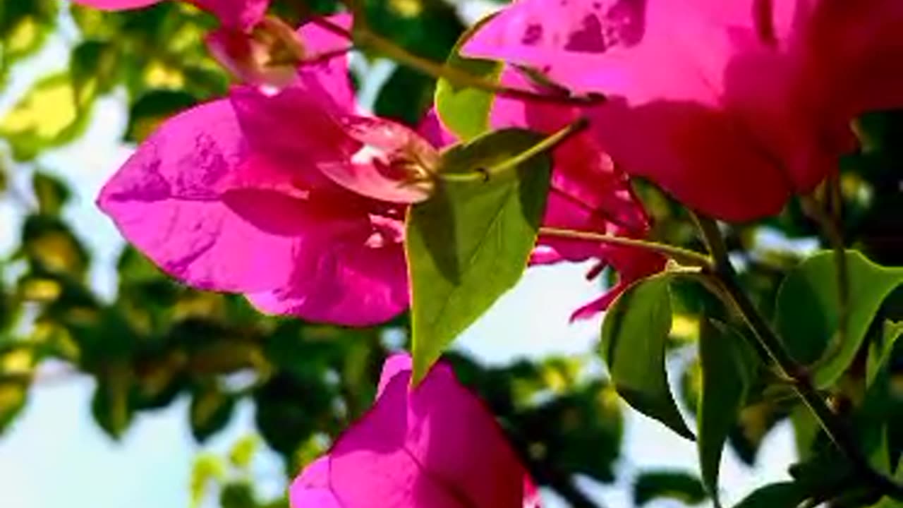 Beauty full Nature