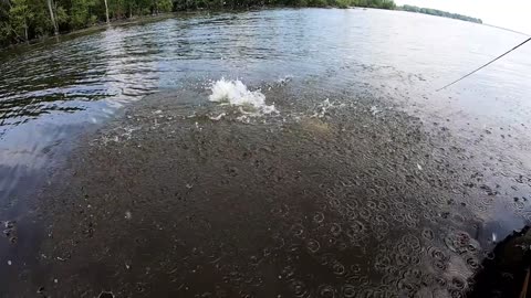 Crazy Airborn Fish In Slow Motion