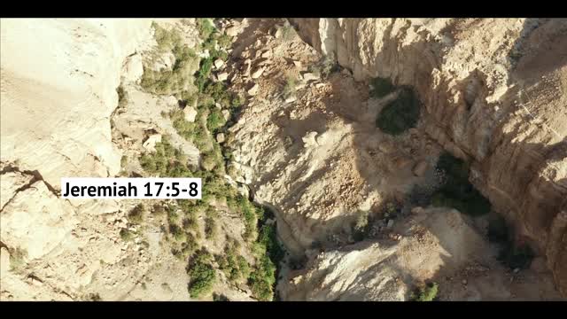 The Tree God Intends Us to Be Jeremiah 175–8 Our Daily Bread Video Devotional