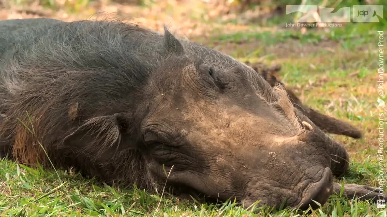 Robotic Warthog Groomed by Mongoose