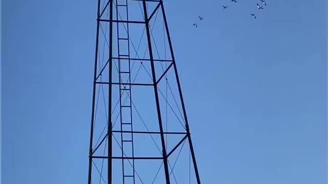 North Dakota -Geese Spring Migration