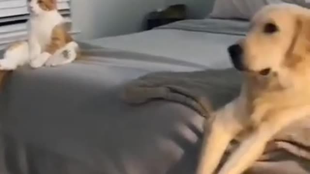 cute cat shorts❤#cat #cutecat