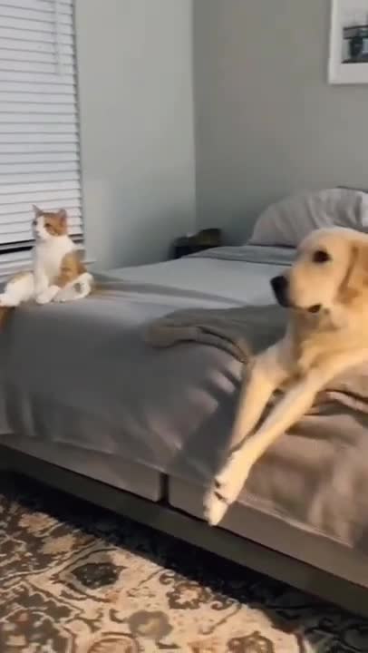 cute cat shorts❤#cat #cutecat