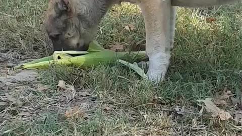 Kangal puppy try to eat its