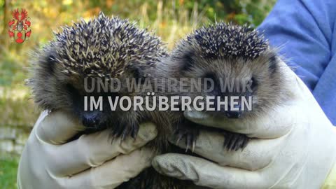 Der allzu kleine Igel