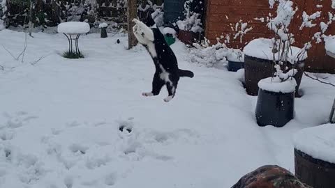 Cute cat playing catch with snowballs