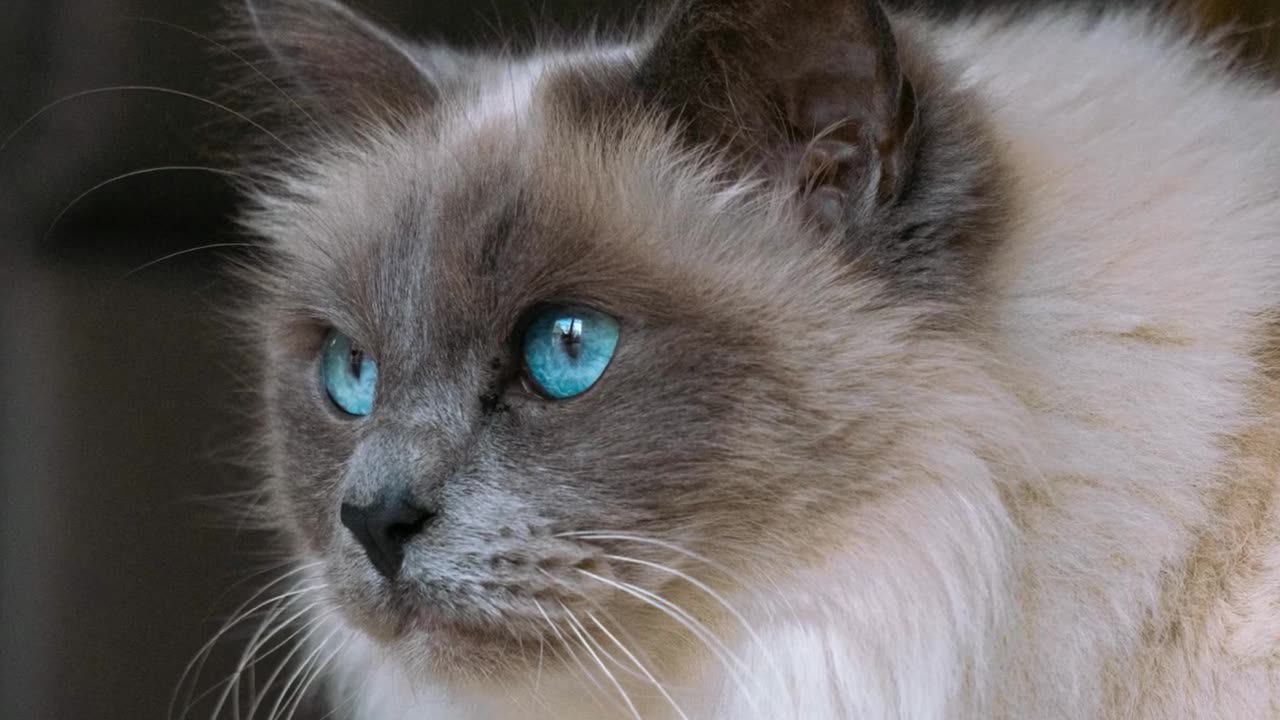 Top 10 Cat Breeds In The World