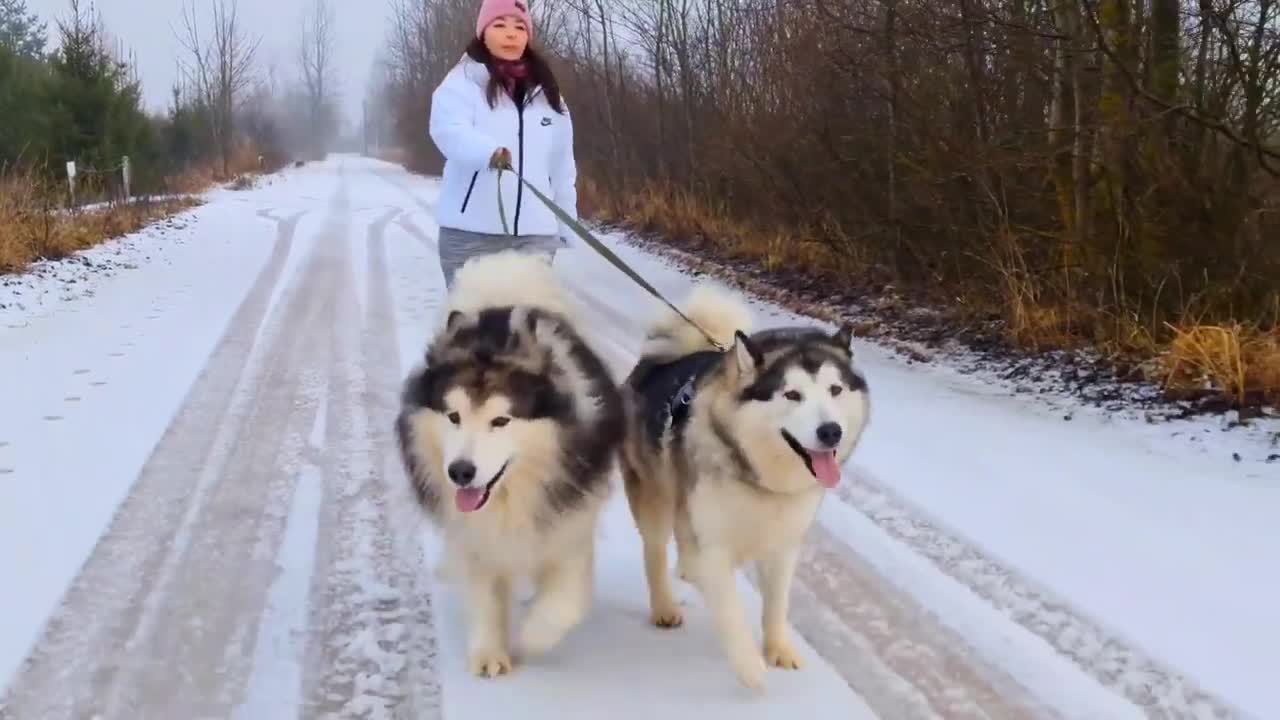 Baby Dogs -Funniest and Cutest Labrador Puppies Best Funny Animals Videos 2022