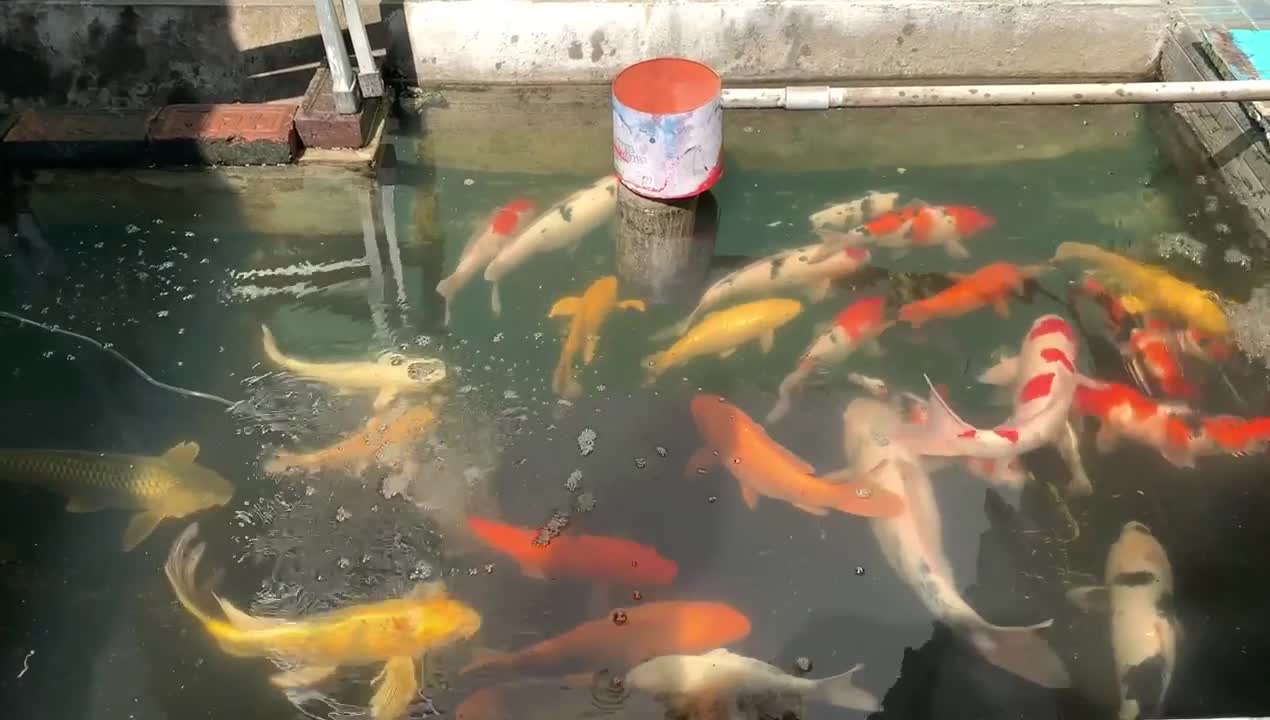 koi farm in house