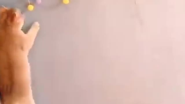 Cute Cat - Funny Animals