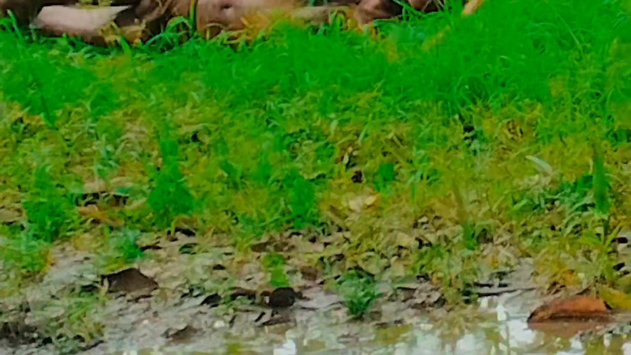 Desi video####funny video####funny