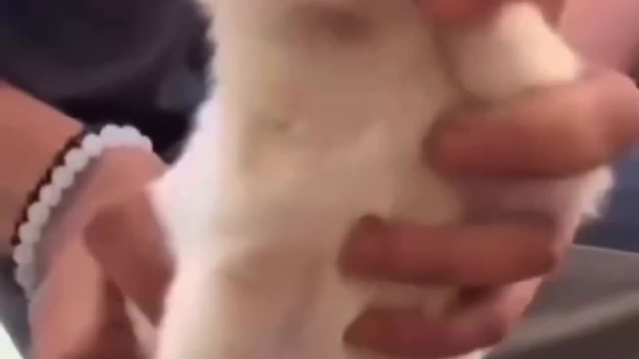 Funny and cute pets to make your day🥰
