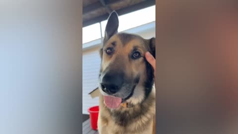Best Funny Animal Videos Of The 2022 🤣 - Funniest Cats And Dogs Videos 😺😍 (34)