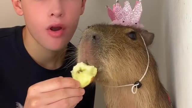 some capy asmr for you