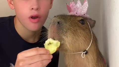 some capy asmr for you
