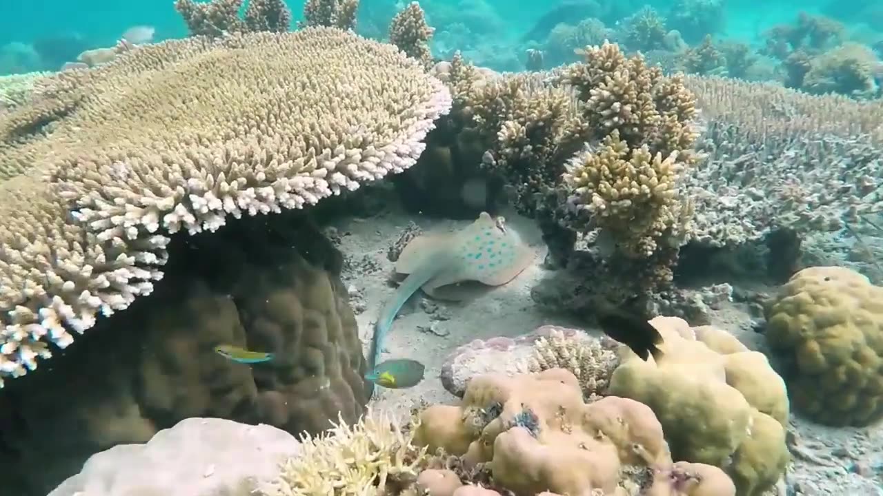 Amazing Under Sea Life Compilation - Royalty Free - Stock Footage - No copyright Videos