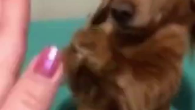 Dog gives late highfive and gets upset