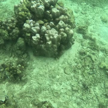 Snorkeling Adventures Philippines. The coral reef is coming back alive, new coral is growing!!