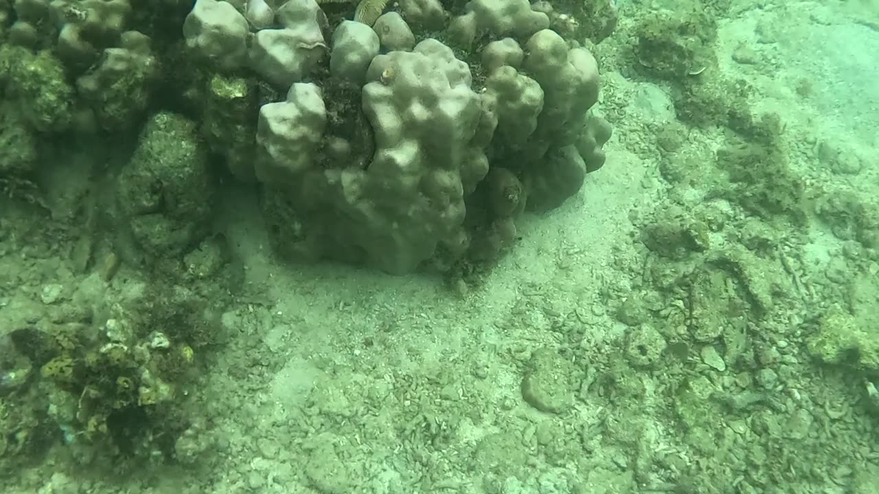 Snorkeling Adventures Philippines. The coral reef is coming back alive, new coral is growing!!