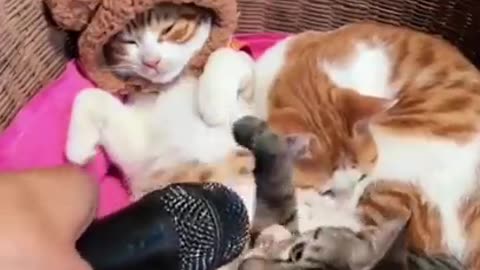 Funny and Cute cats