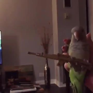 Rambo in action 😂😂😂😂😂😂