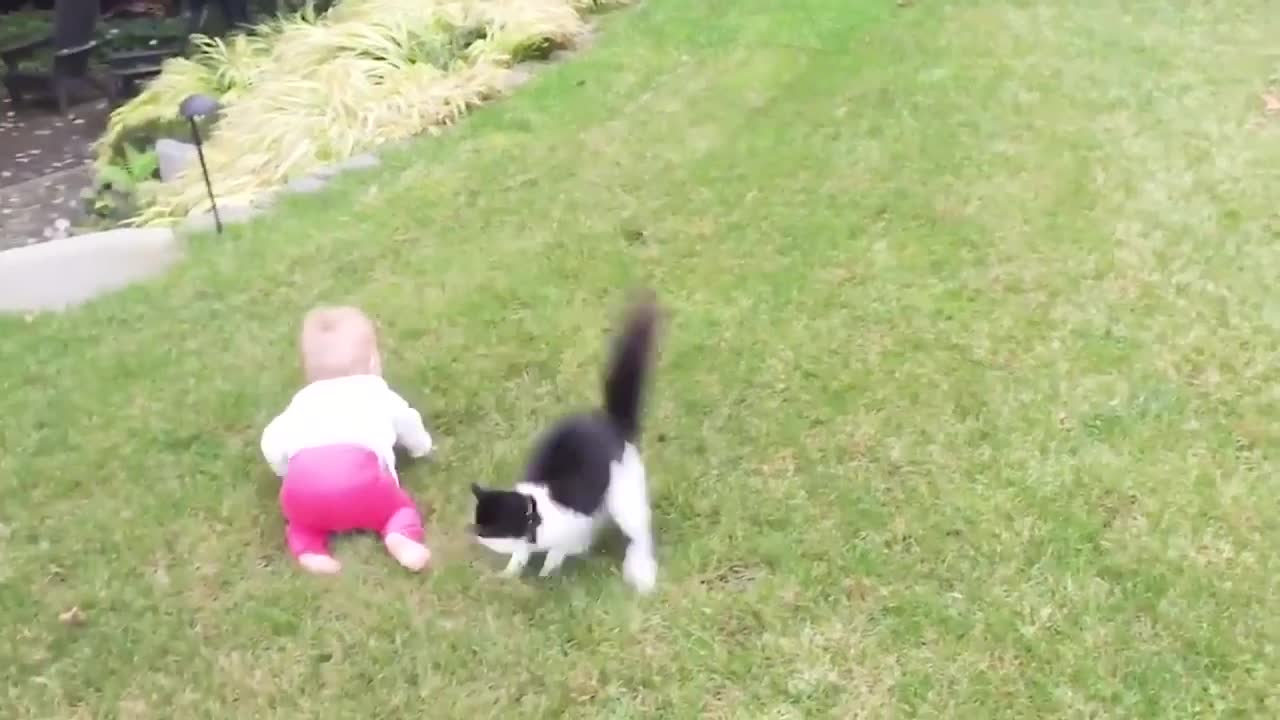 Baby abd cats funniest moments