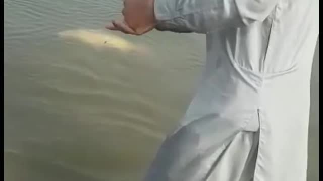 گلفام مچھلی پکرنےکاطریقہ دریائے چناب کا شکارFishing in pakistan fishing in India fish hunting#shorts