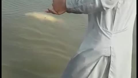 گلفام مچھلی پکرنےکاطریقہ دریائے چناب کا شکارFishing in pakistan fishing in India fish hunting#shorts