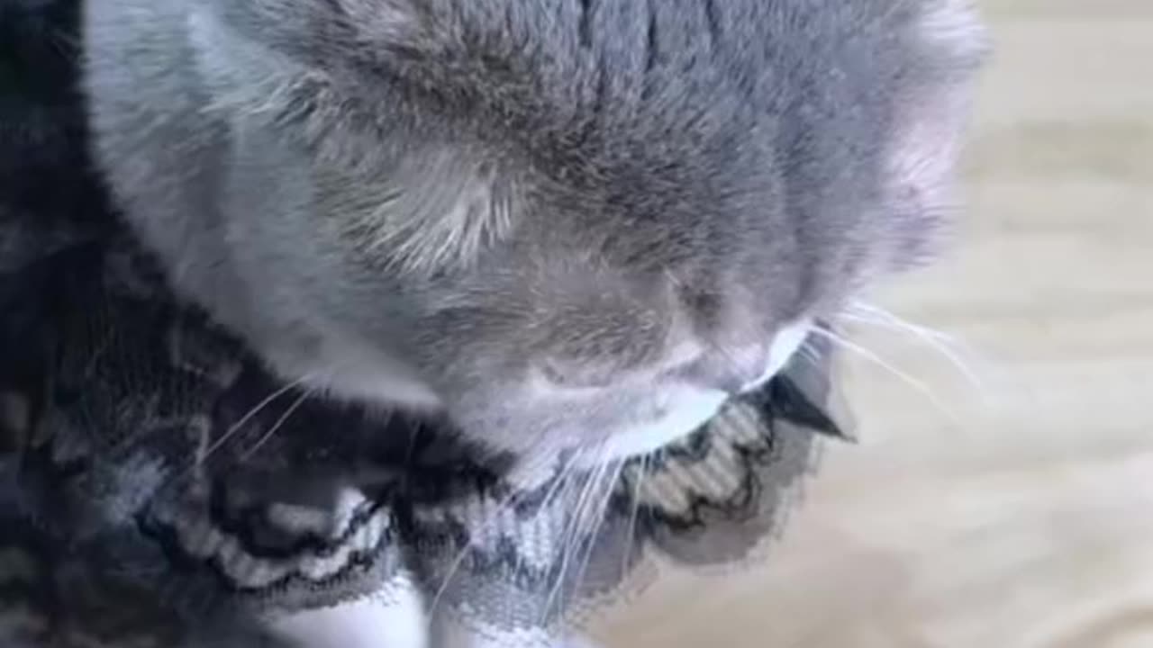 a cat