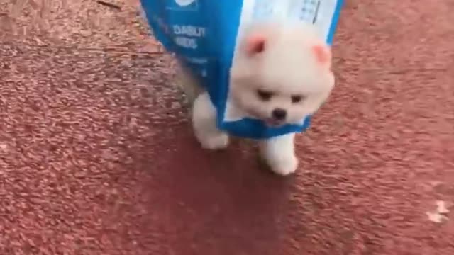 Cute and Funny Pomeranian Videos 204 #Shorts