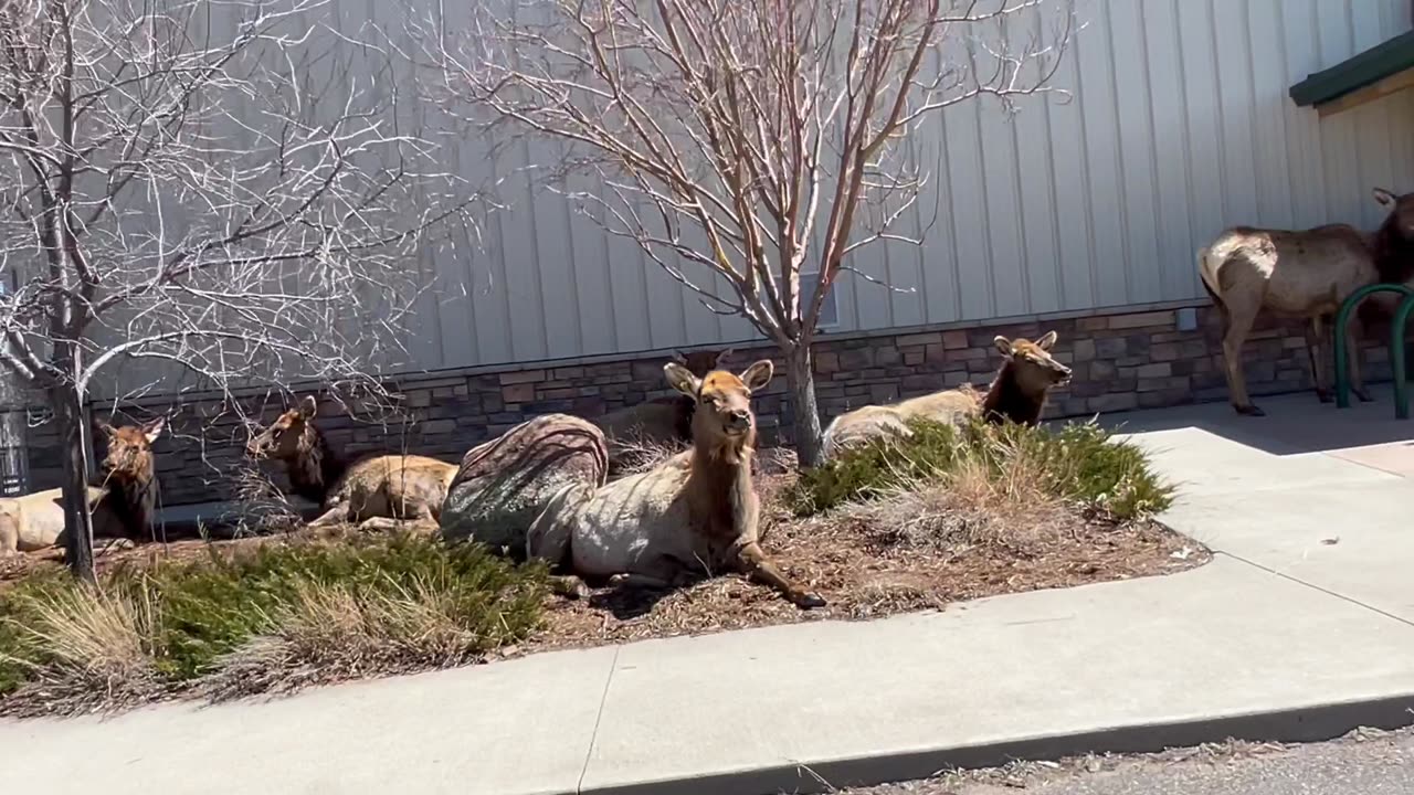 Elk Wait In Line To Buy Tickets