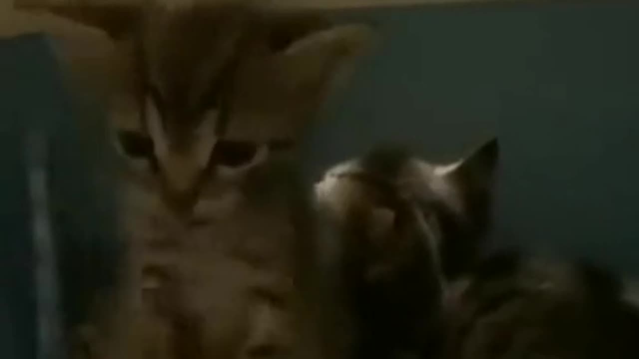 funny animal compilation