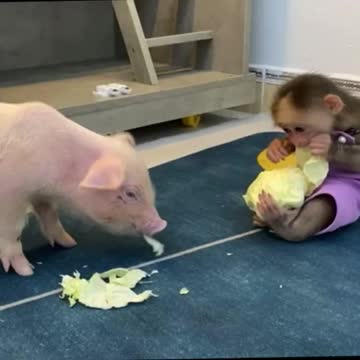 Baby monkey plays with baby pig
