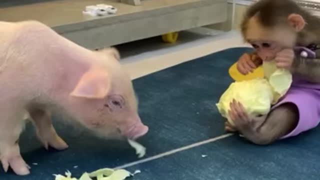 Baby monkey plays with baby pig