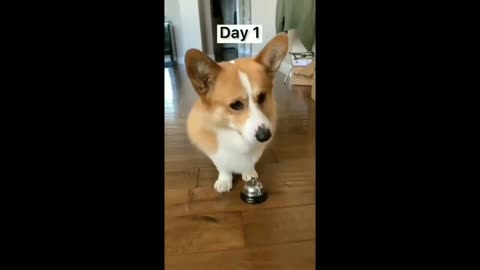 Funny animals - Funny cats _ dogs - Funny animal videos