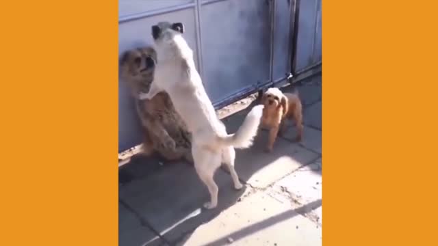 Cute Pets Doing Funny Things (Funny Animal Videos) Pet Videos That Make You Laugh in 2022