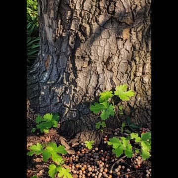 Nature photography with beautiful scenes 🌿🌿🌿