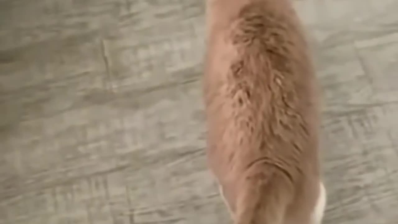 CUTE AND FUNNY ANIMAL VIDEO