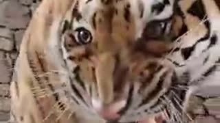 tiger and its scary roar