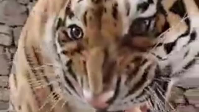 tiger and its scary roar